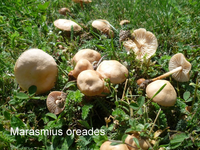 Marasmius oreades-amf1273.jpg - Marasmius oreades ; Syn1: Agaricus pseudomouceron ; Syn2: Marasmius caryophylleus ; Nom français: Marasme des Oréades, Faux mousseron